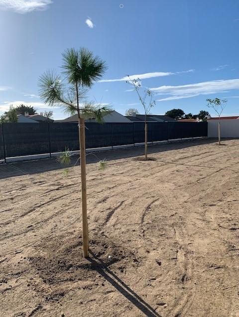 plantation arbre